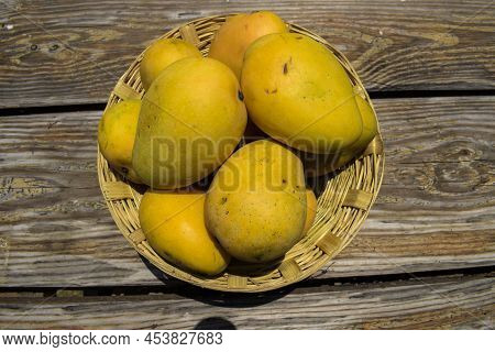 Tasty Indian Mangoes In Basket. Badami Mango Fruit Sweet In Taste Also Known As Karnataka Alphonso. 