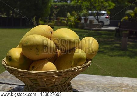Tasty Indian Mangoes In Basket. Badami Mango Fruit Sweet In Taste Also Known As Karnataka Alphonso. 