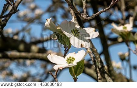 White Dogwood Flowers In Frick Park, A City Park In Pittsburgh, Pennsylvania, Usa On A Sunny Spring 