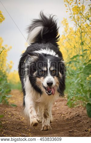 Border Collie Is Running In Yellow Colza. He Is Running For His Breader