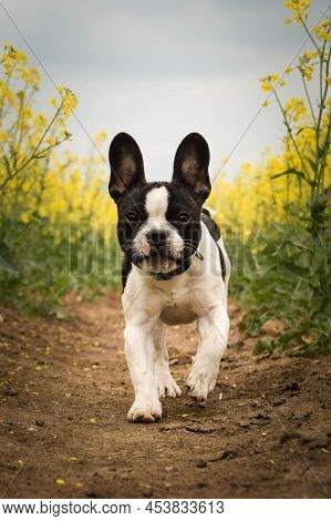 French Buldog Is Running In Yellow Colza. He Is Running For His Breader