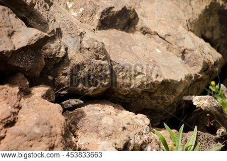 Male Lizard Gallotia Caesaris At The Entrance Of Its Burrow. Targa. Alajero. La Gomera. Canary Islan
