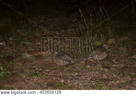 Pair Of Barbary Partridges Alectoris Barbara Koenigi Resting At Night. El Repecho. Alajero. La Gomer