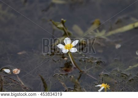 Flower Of Pond Water-crowfoot, Ranunculus Peltatus