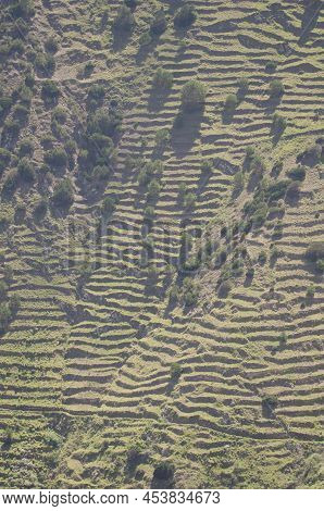 Slope With Abandoned Cultivation Terraces And Shrubs Of Juniperus Turbinata Canariensis. Vallehermos