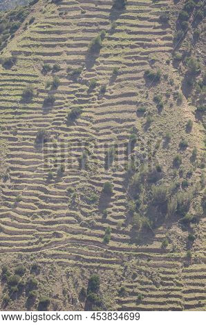 Slope With Abandoned Cultivation Terraces And Shrubs Of Juniperus Turbinata Canariensis. Vallehermos