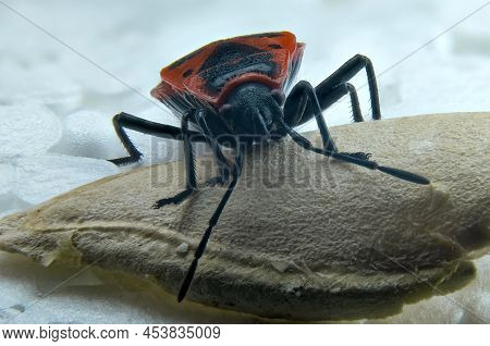 Red Bug Wingless Common Insect Close-up Macro Photography