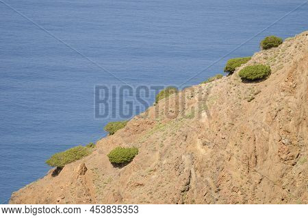 Hillside Covered With Shrubs Of Juniperus Turbinata Canariensis. Vallehermoso. La Gomera. Canary Isl