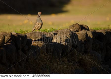 Male Barbary Partridge Alectoris Barbara Koenigi Singing. Tecina. Alajero. La Gomera. Canary Islands