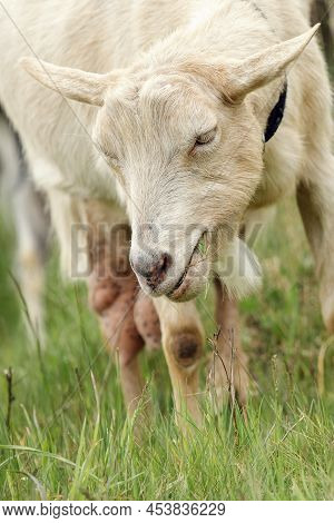 Beige Old Goat With Experience Looking For Tastier Plants In A Meadow. Free-range Goat Grazing On A 
