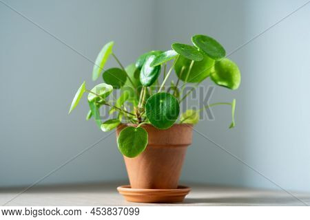 Closeup Of Pilea Peperomioides Houseplant In Terracotta Pot On White Table Over Gray Wall At Home. S