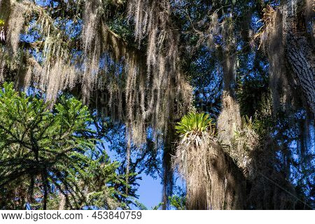 Bromeliad And Tillandsia Usneoides Over An Araucaria Tree