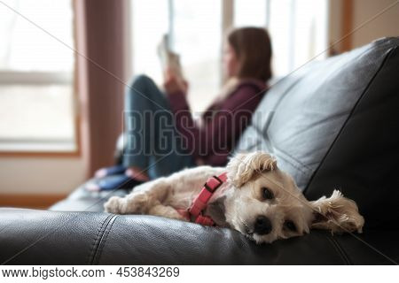 A Small Snorkie Dog Relaxes On A Couch Close To An Adolescent Girl Blurred In Background Reading
