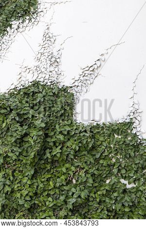 Ficus Pumila Creeper Or Creeping Fig Stained With Wall Paint
