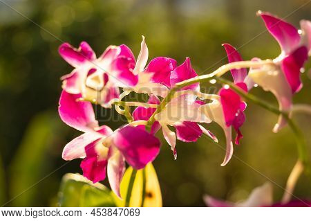 Flowers On The Bush At Summer Teracce In The Garden