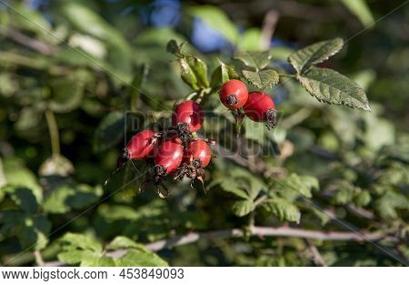 Rose Hip Branches With Red Fruits On Autumn Season. Valdesalor, Extremadura, Spain