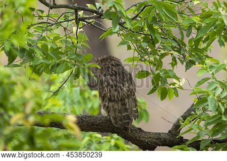 Brown Fish Owl Or Bubo Zeylonensis Or Ketupa Zeylonensis A Large Owl Species Perched On Tree With Ba