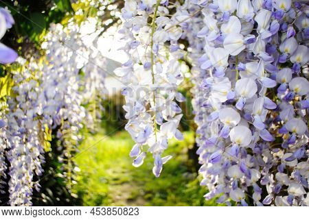 View Throgh Vivid Wisteria Flowers In The Garden - Extreme Close-up Macro Shot Of The Spring Plant I