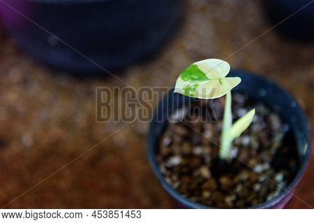 Closeup To Little Fresh  Alocasia Macrorrhizos  Variegated