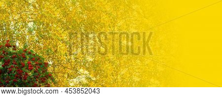 A Branches Of Rowan With Red Berries Bacground Yellow Lives Banner. Autumn And Natural Background. A