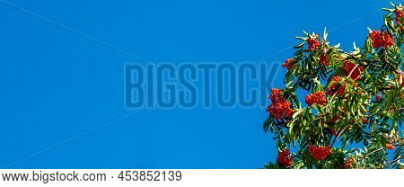 A Branches Of Rowan With Red Berries Background Blue Sky Banner. Autumn And Natural Background. Autu