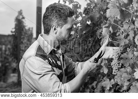 Grapevine Cut By Enologist With Scissors, Gardening