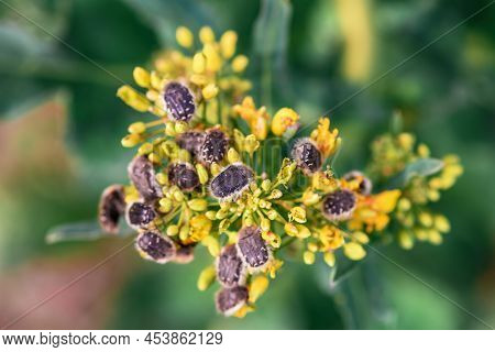 Tropinota Hirta Or Hairy Rose Beetle On Rapeseed Blooming Crops, Selective Focus
