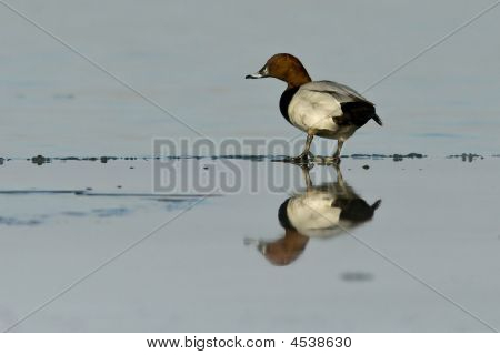 Taffeland Duck sidder på is