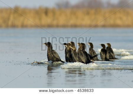 Stado Kormoran