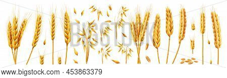 Oats And Wheat, Rye And Barley Spikelets And Stems. Vector 3d Realistic Set, Cartoon Bundle Of Cerea