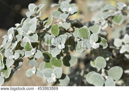 Liquorice Plant Green Leaves In The Garden