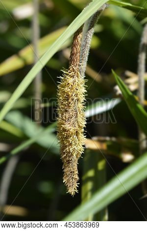 Pendulous Sedge Yellow Flower In The Spring