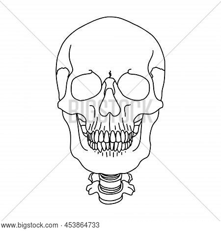 A Human Skull, Drawn By Lines On White Background. Vector Stock Illustration.