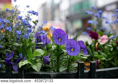 Close Up, Viola Tricolor Flowers In A Flower Bed.