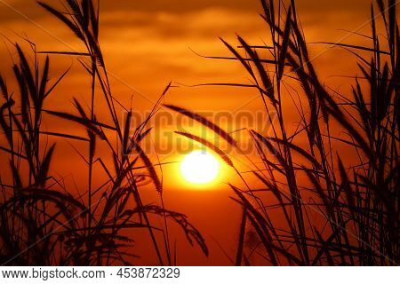 Silhouette Of Gramineae Grass With Golden Sunset Background