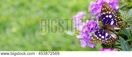 A Blue Japenese Emperor Butterfly Is Sitting On A Purple Heliotrope Flower Framing The Corner Of A G