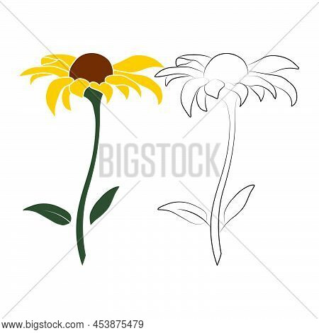 Set Of Two Open Heliopsis Blossom Vector Illustration Isolated On White Background. Vector Sketch St