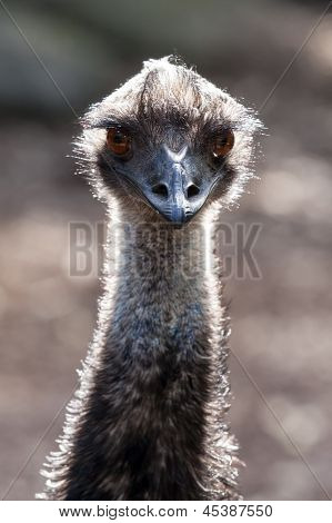 Emu testa e collo alla luce del sole