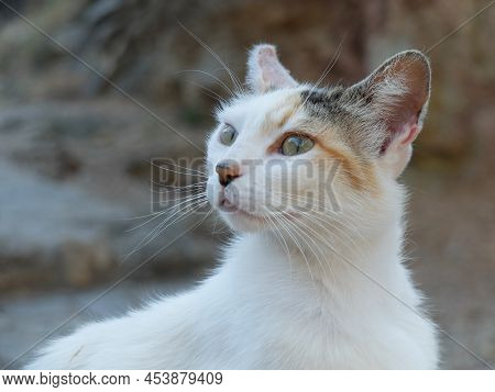 Portrait Of A Lovely Young White Female Stray Cat With Yellow-green Wild And Beautiful Eyes. Probabl