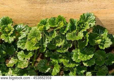 Ground Ivy Growing In The Garden In New England.