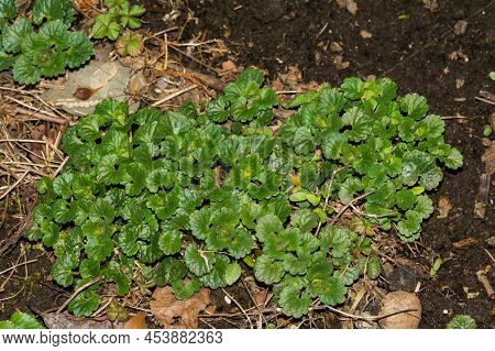 Ground Ivy Growing In The Garden In New England.