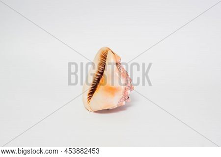 Natural Rapan Or Shell Isolated On White Background.