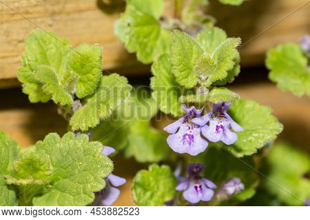 Ground Ivy Growing In The Garden In New England.
