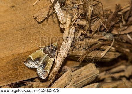 Meal Moth Found In New England - Pyralis Farinalis