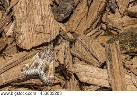 Meal Moth Found In New England - Pyralis Farinalis