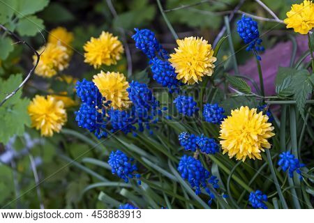 Yellow-blue Flowers, Symbol Of Ukraine, Grape Hyacinths ,it's Spring, Blue Muscari