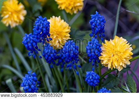 Yellow-blue Flowers, Symbol Of Ukraine, Grape Hyacinths ,it's Spring, Blue Muscari