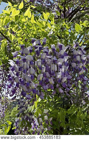 A Cozy Place For Spring Relaxation Under The Loose Shade And Scent Of Full Color Purple Wisteria Wit