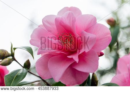 Beautiful Pink Evergreen Camellia Tree With Blooming Flowers During Springtime In English Garden, Uk