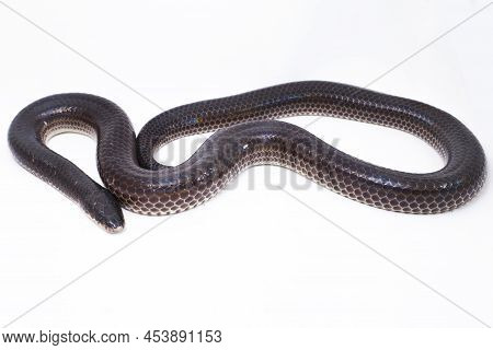 Xenopeltis Unicolor Sunbeam Snake Isolated On White Background
